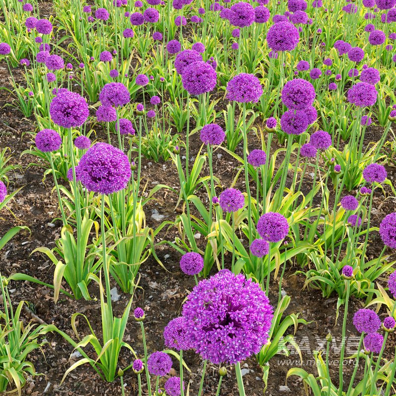 Allium hollandicum – Purple Sensation – Ornamental Onion - Image 2