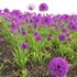 Allium hollandicum – Purple Sensation – Ornamental Onion 02 - Thumbnail 4