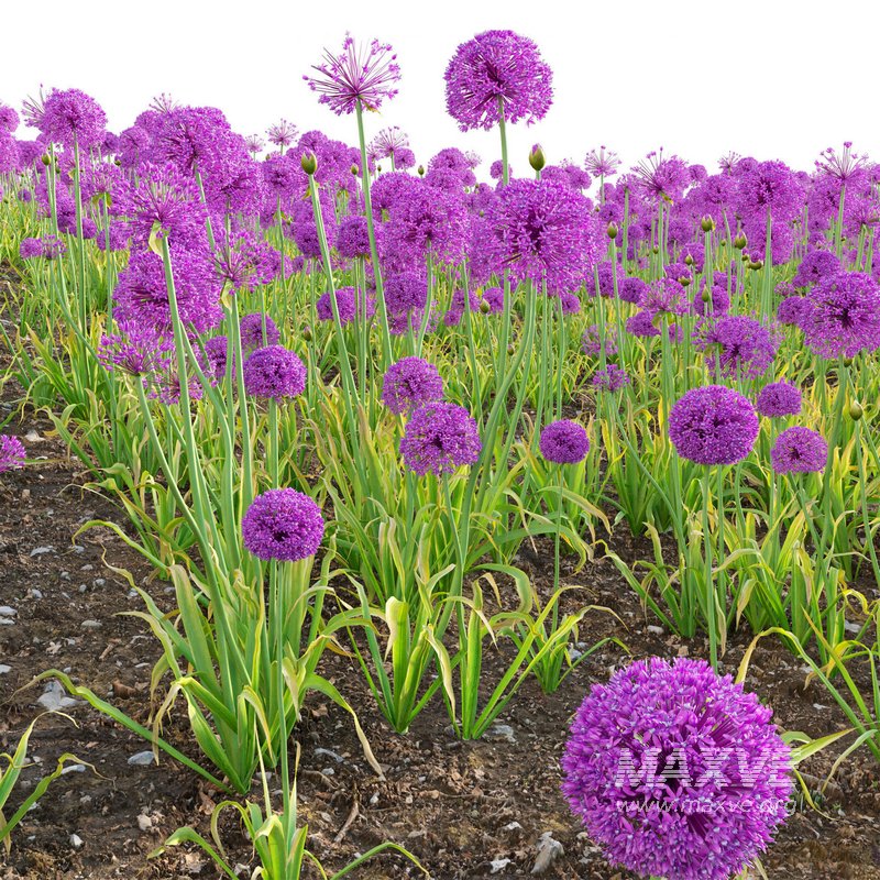 Allium hollandicum – Purple Sensation – Ornamental Onion 02 - Image 4