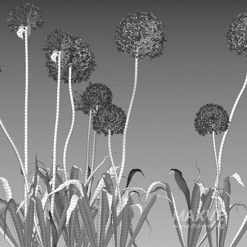 Allium hollandicum – Purple Sensation – Ornamental Onion 02 - Image 5