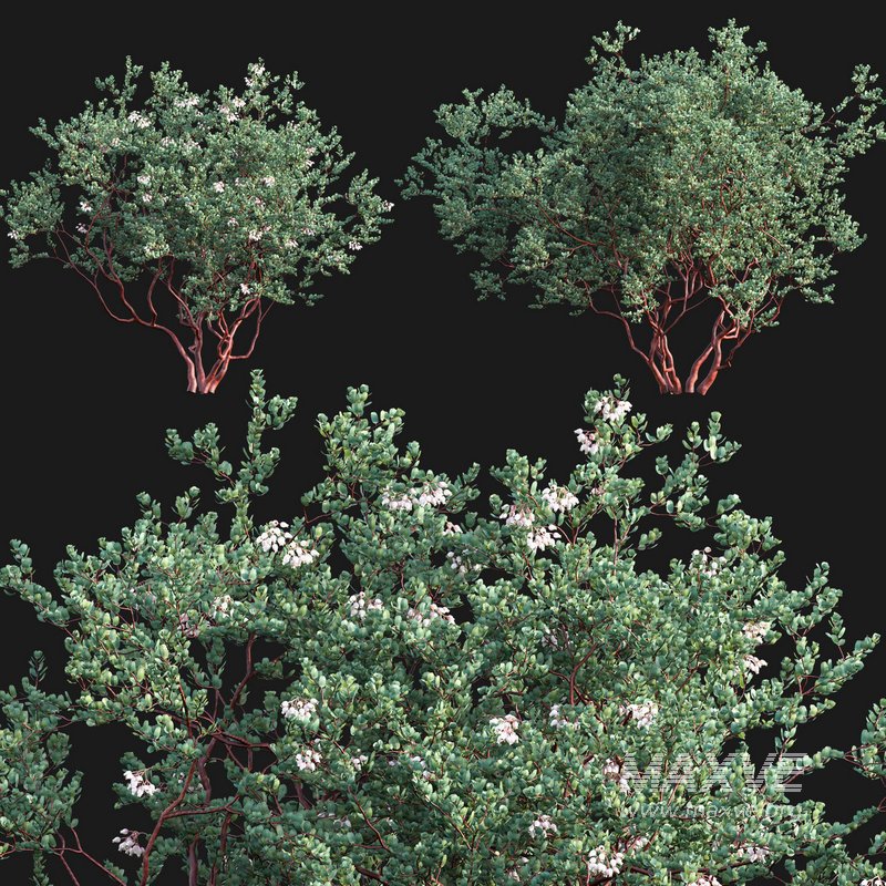 Arctostaphylos glauca ?C Big Berry Manzanita 03 - Image 1