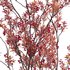 Aronia arbutifolia – Red Chokeberry - Thumbnail 2