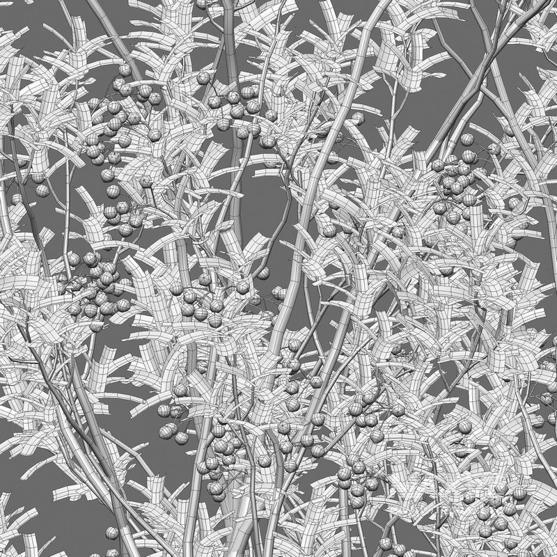 Aronia arbutifolia – Red Chokeberry - Image 5