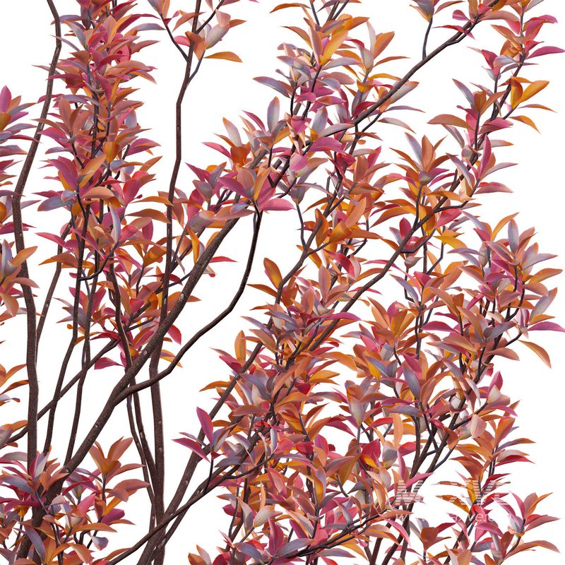 Aronia arbutifolia – Red Chokeberry - Image 3