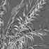 Arundo donax – Giant Reed – Spanish Reed 01 - Thumbnail 5