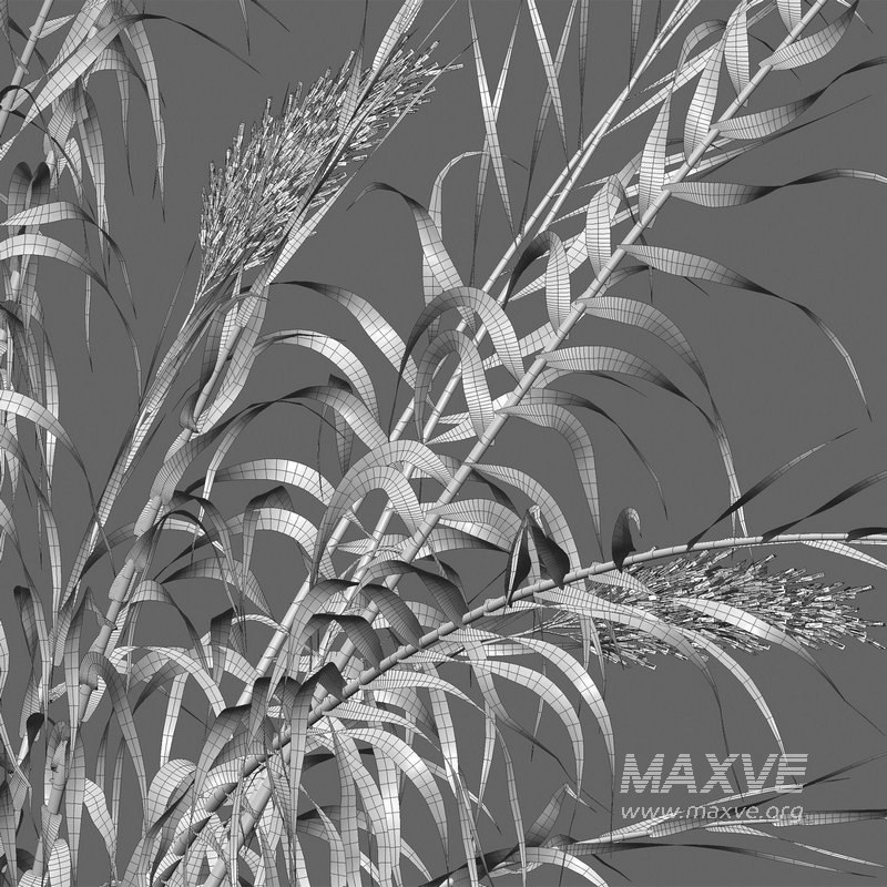Arundo donax – Giant Reed – Spanish Reed 01 - Image 5