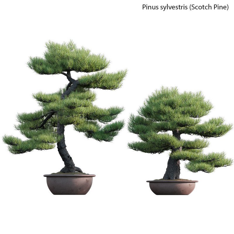 Pinus sylvestris – Scotch Pine – 02 - Image 2