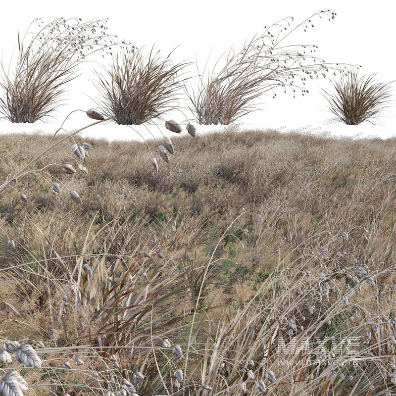 Briza media – Quaking Grass 04 - Image 1