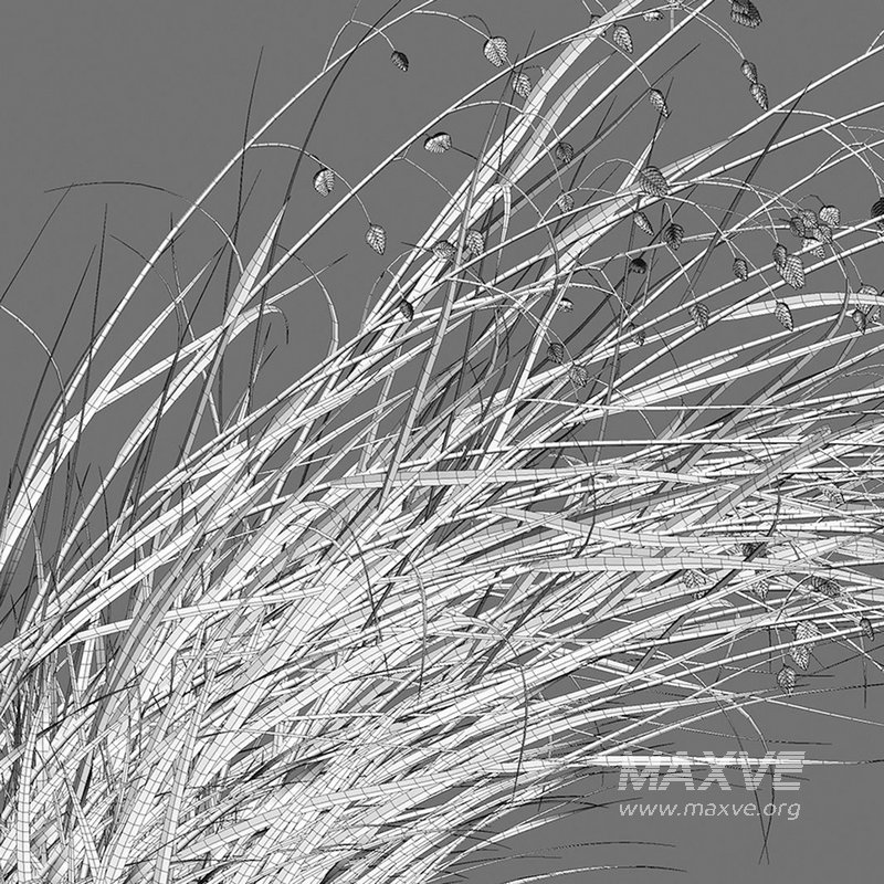 Briza media – Quaking Grass 02 - Image 4
