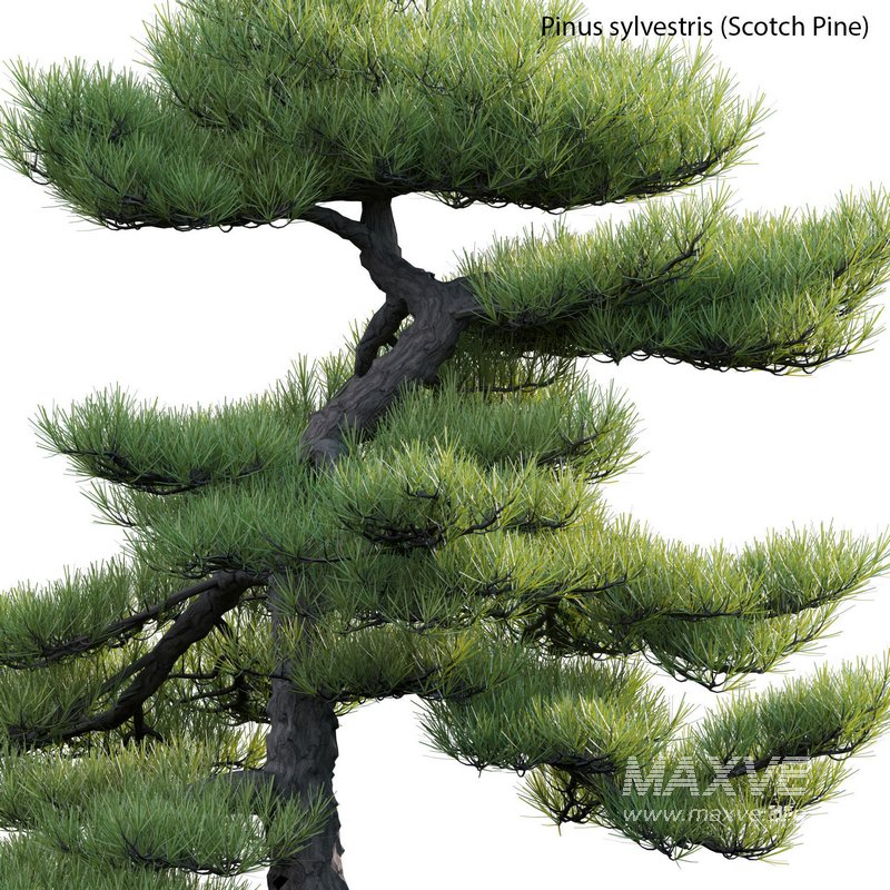 Pinus sylvestris – Scotch Pine – 02 - Image 3
