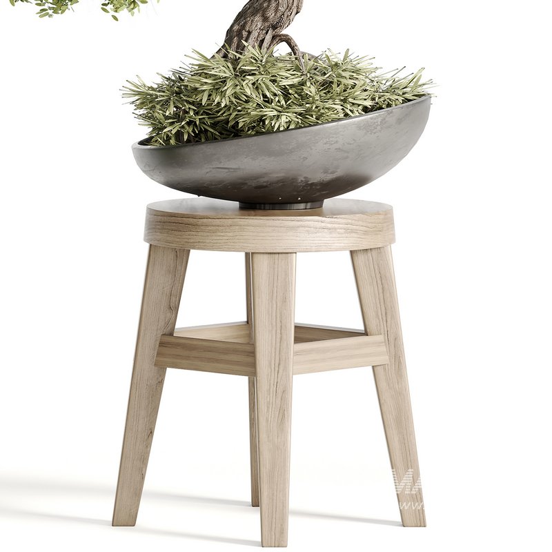 indoor plant Set Bonsai 127 - Image 3