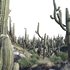 Carnegiea Gigantea – Saguaro - Thumbnail 3