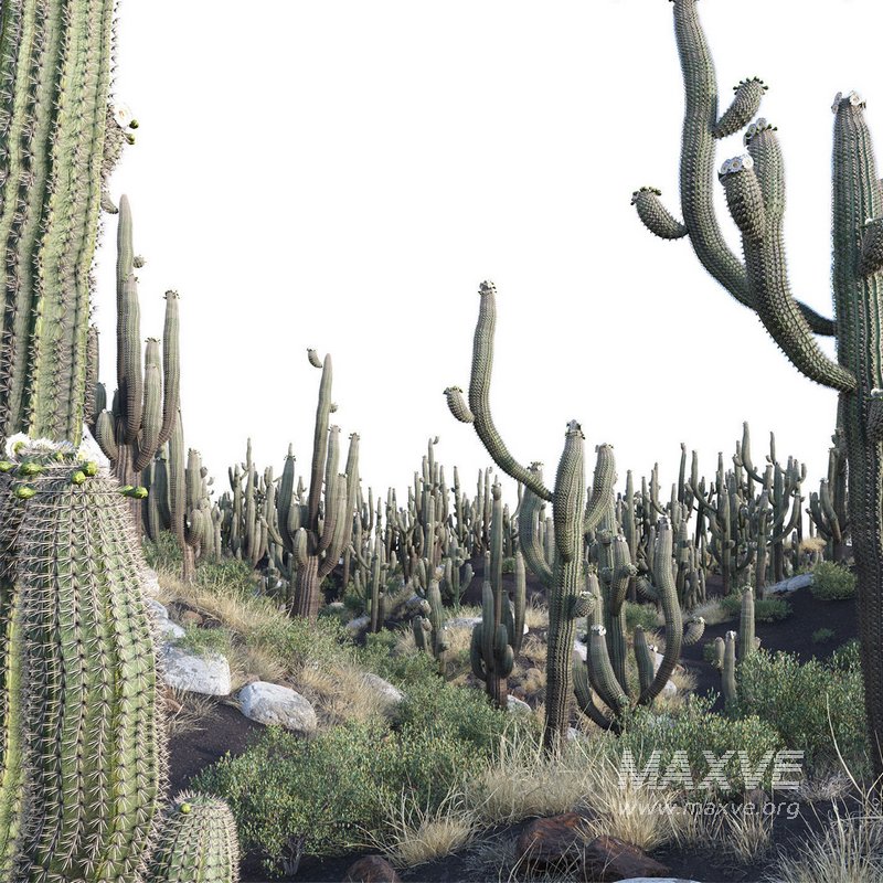 Carnegiea Gigantea – Saguaro 02 - Image 3