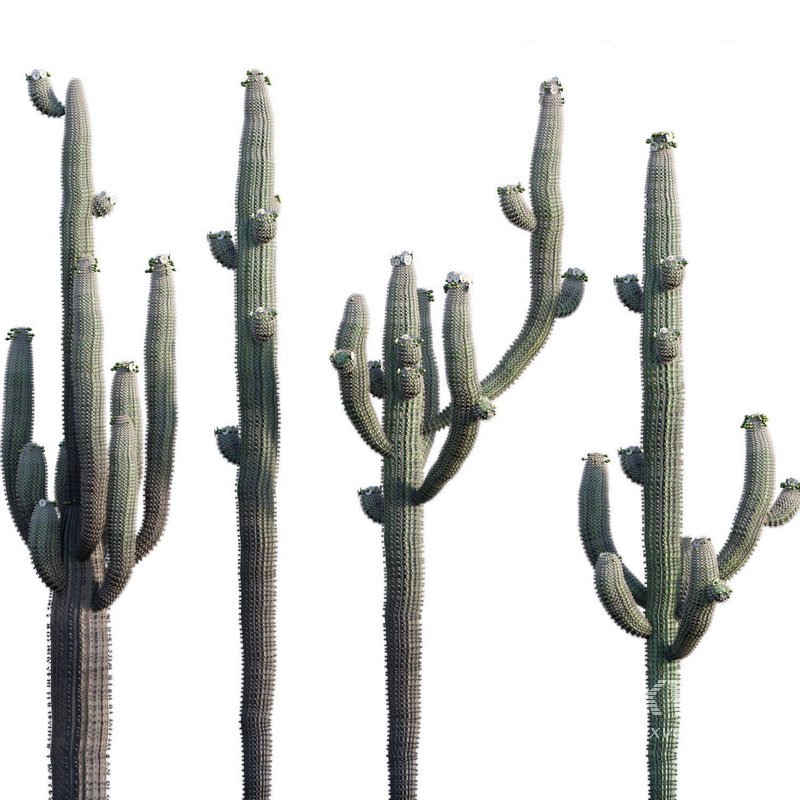 Carnegiea Gigantea – Saguaro - Image 1