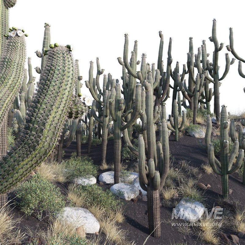 Carnegiea Gigantea – Saguaro - Image 2