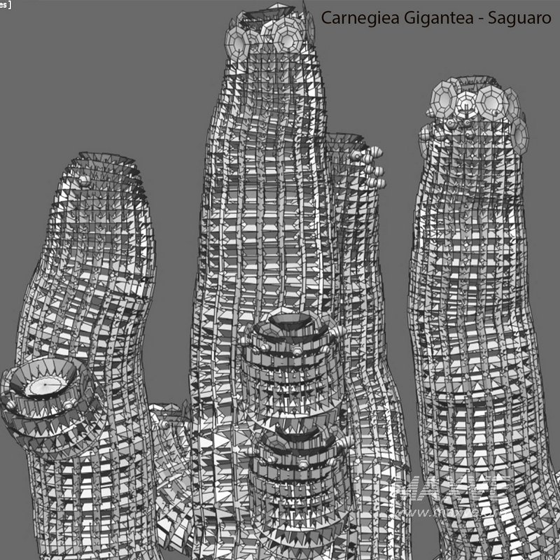 Carnegiea Gigantea – Saguaro - Image 4