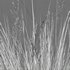Chionochloa rubra – Red Tussock Grass - Thumbnail 5