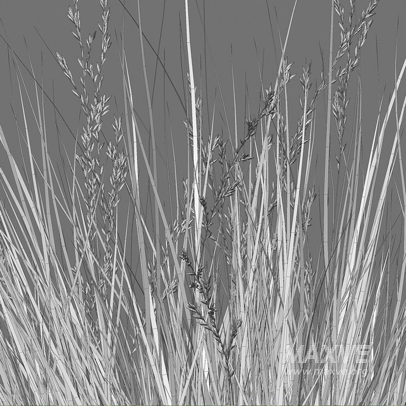 Chionochloa rubra – Red Tussock Grass - Image 5