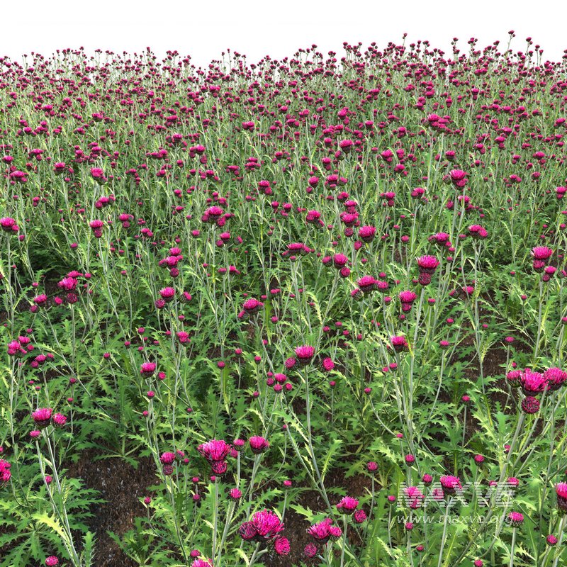 Cirsium rivulare Atropurpureum – Plume thistle Atropurpureum 02 - Image 4