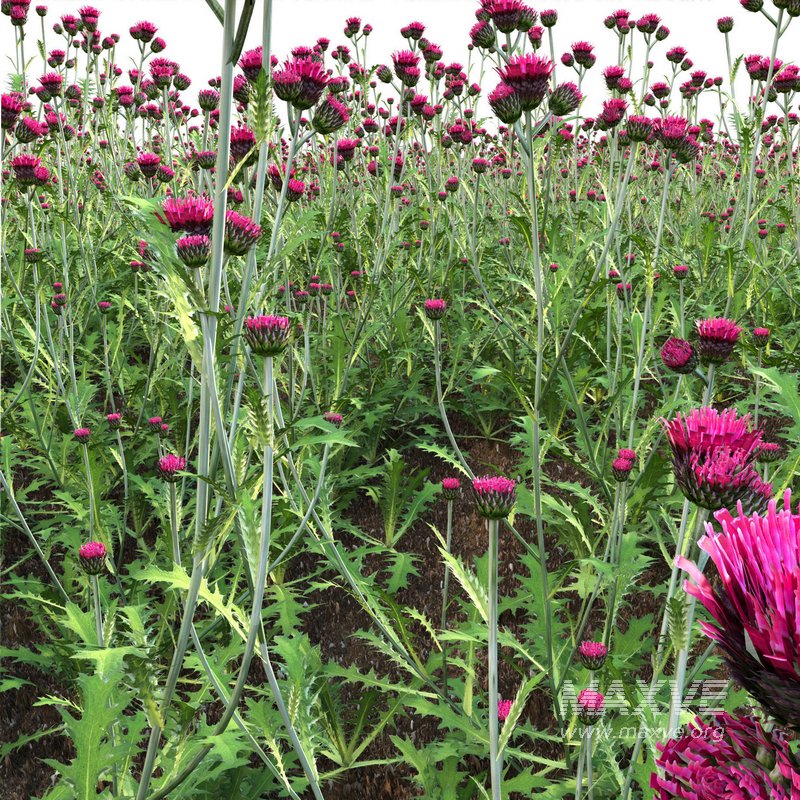 Cirsium rivulare Atropurpureum – Plume thistle Atropurpureum 02 - Image 3