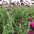 Cirsium rivulare Atropurpureum – Plume thistle Atropurpureum - Thumbnail 3