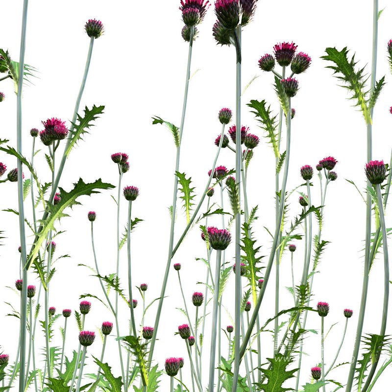 Cirsium rivulare Atropurpureum – Plume thistle Atropurpureum 02 - Image 2