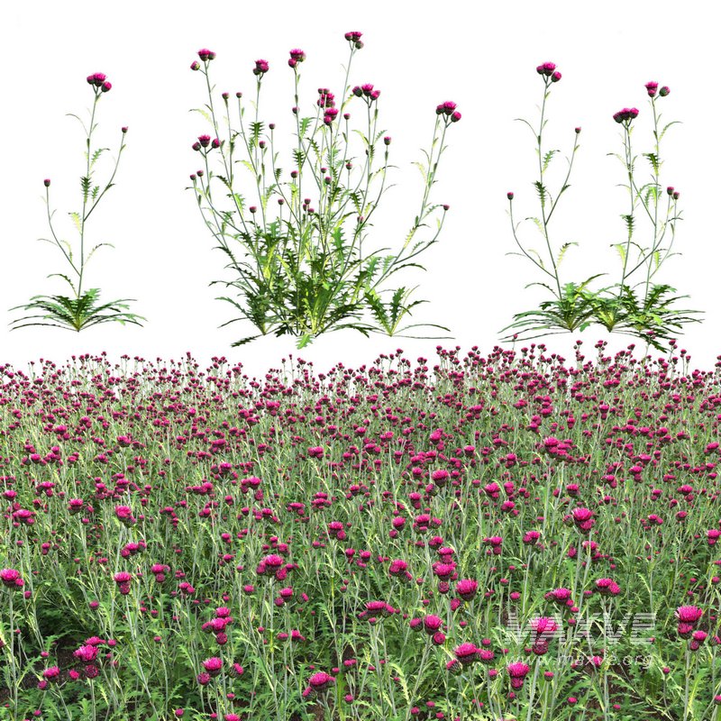 Cirsium rivulare Atropurpureum – Plume thistle Atropurpureum - Image 1