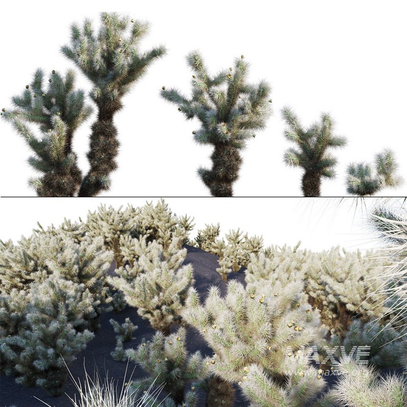 Cylindropuntia Bigelovii – Teddy Bear Cholla 02 - Image 1