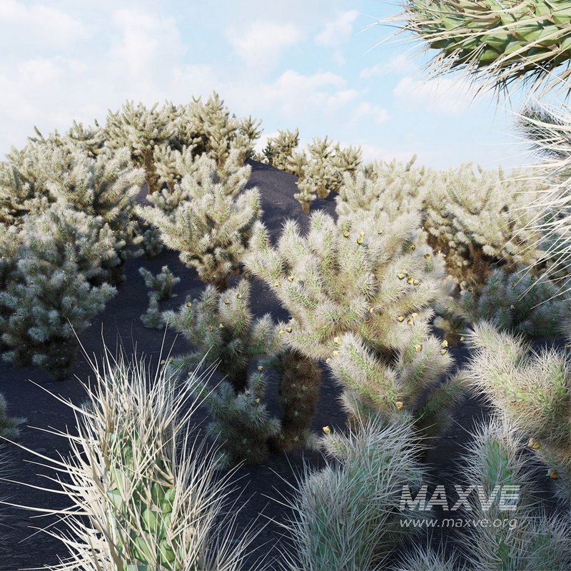 Cylindropuntia Bigelovii – Teddy Bear Cholla 02 - Image 2