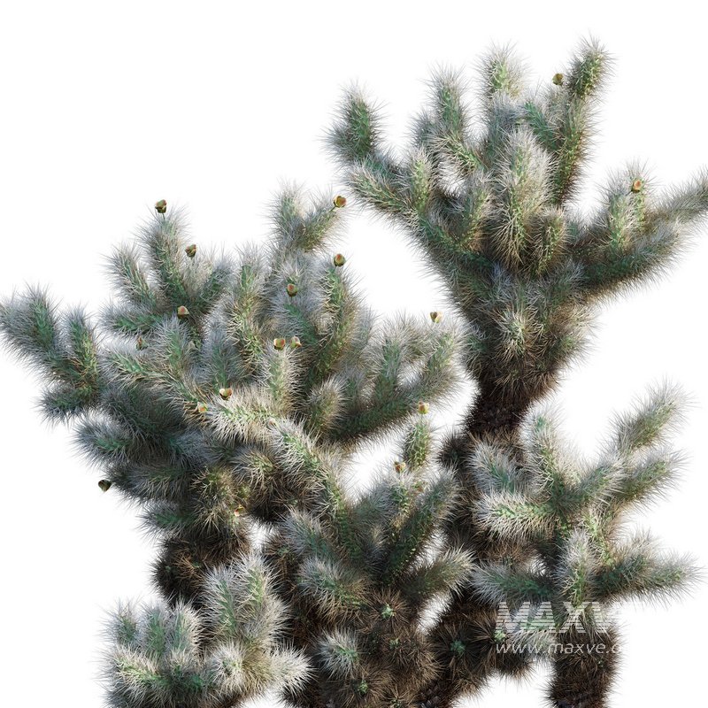 Cylindropuntia Bigelovii – Teddy Bear Cholla 02 - Image 3