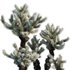 Cylindropuntia Bigelovii – Teddy Bear Cholla - Thumbnail 2
