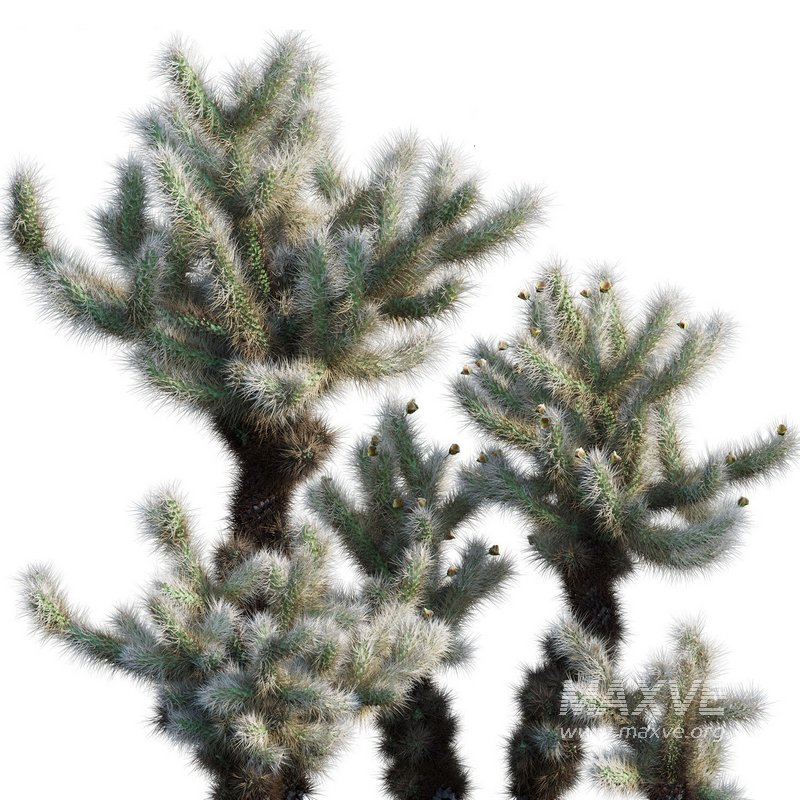 Cylindropuntia Bigelovii – Teddy Bear Cholla - Image 2