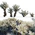 Cylindropuntia Bigelovii – Teddy Bear Cholla - Thumbnail 1