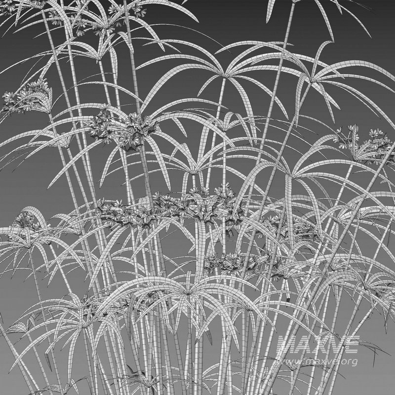 Cyperus involucratus – Umbrella Plant - Image 4