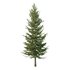 spruce tree002 - Thumbnail 1
