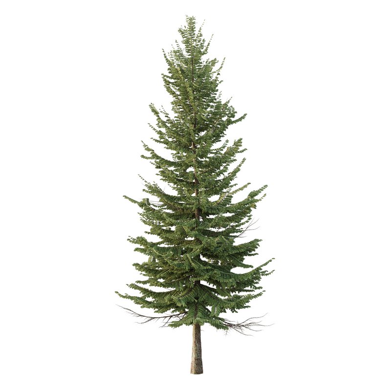 spruce tree002 - Image 1