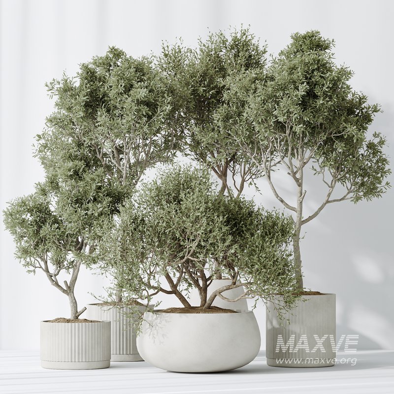 AV Indoor plants set 128 Mission Kalamata Leccino Arbequina Wilsonii Chemlali Olive Set - Image 3