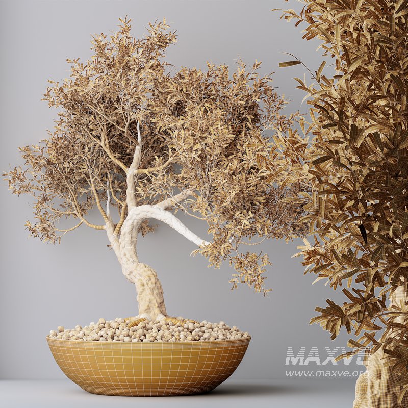 AV Indoor plants set 127 Mission Kalamata Leccino Arbequina Wilsonii Chemlali Olive Set - Image 10