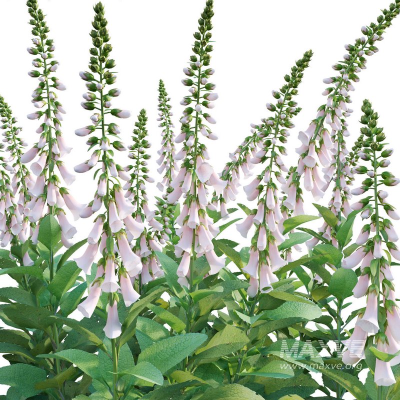 Digitalis purpurea Suttonis Apricot – Common Foxglove - Image 2