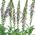 Digitalis purpurea Suttonis Apricot – Common Foxglove 02 - Thumbnail 3