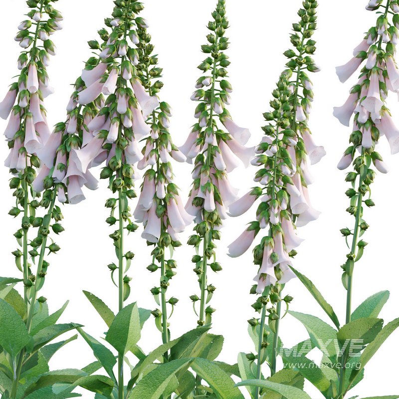 Digitalis purpurea Suttonis Apricot – Common Foxglove - Image 3