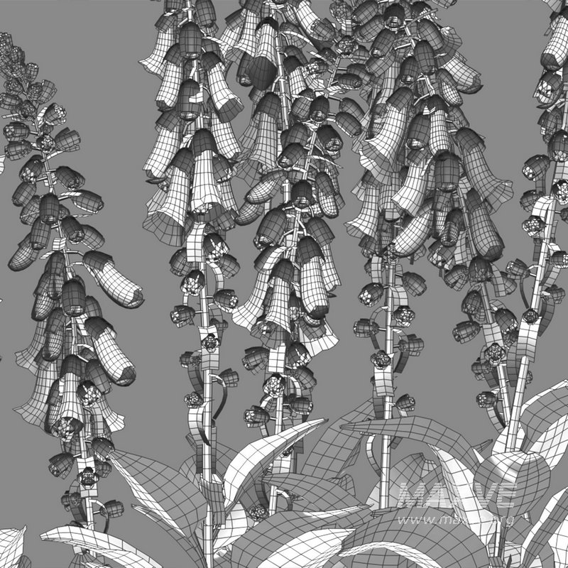 Digitalis purpurea Suttonis Apricot – Common Foxglove 02 - Image 4