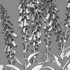 Digitalis purpurea Suttonis Apricot – Common Foxglove - Thumbnail 4