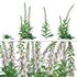 Digitalis purpurea Suttonis Apricot – Common Foxglove - Thumbnail 1