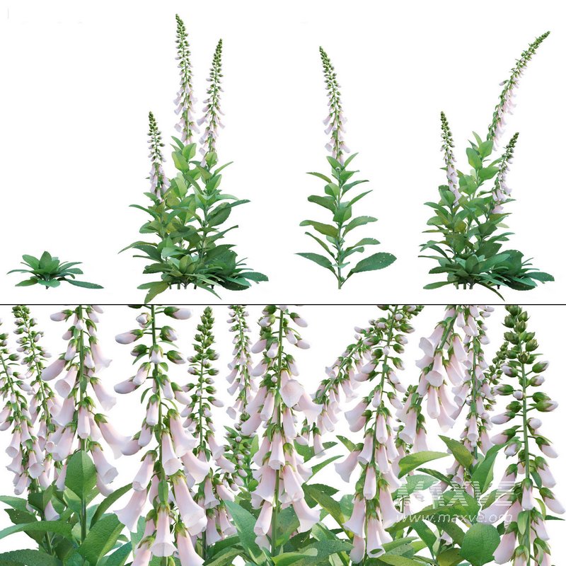 Digitalis purpurea Suttonis Apricot – Common Foxglove - Image 1
