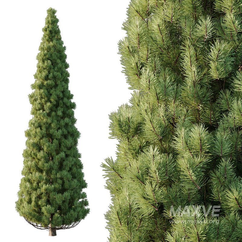Pinus tree004 - Image 1
