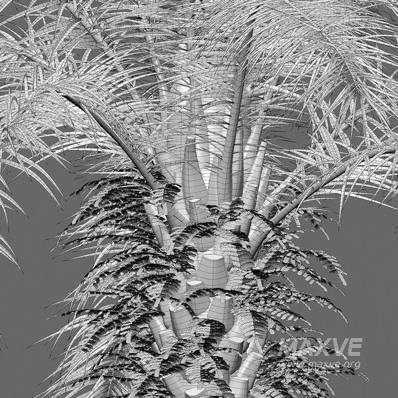 Elaeis guineensis – African oil palm 03 - Image 4