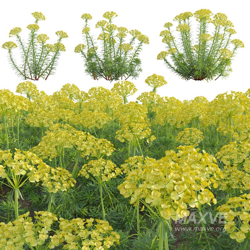 Euphorbia cyparissias – Cypress spurge 02 - Image 1