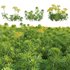 Euphorbia cyparissias – Cypress spurge - Thumbnail 1