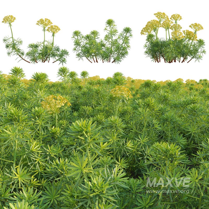 Euphorbia cyparissias – Cypress spurge - Image 1